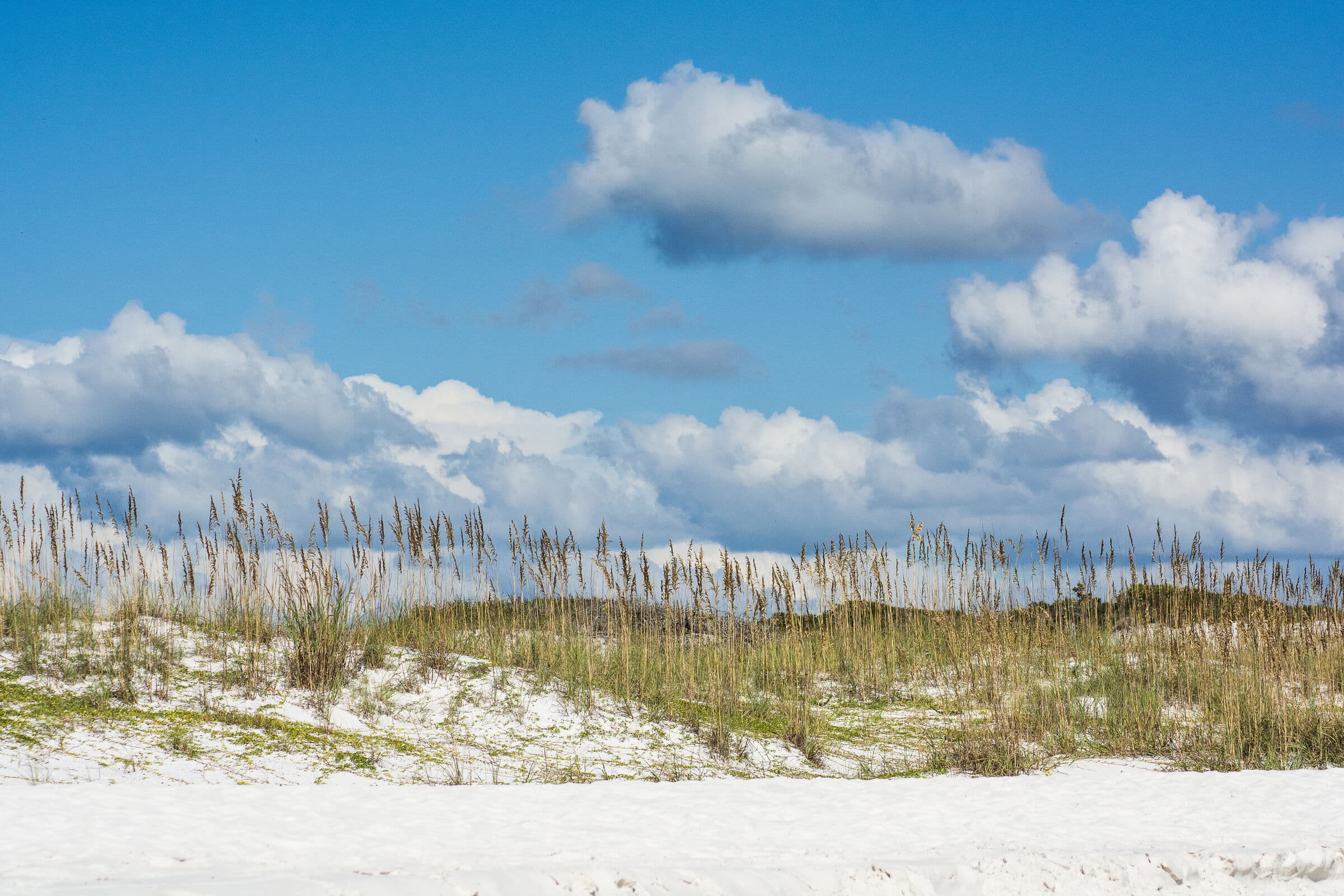 Sea oats on the dunes at Grayton Beach